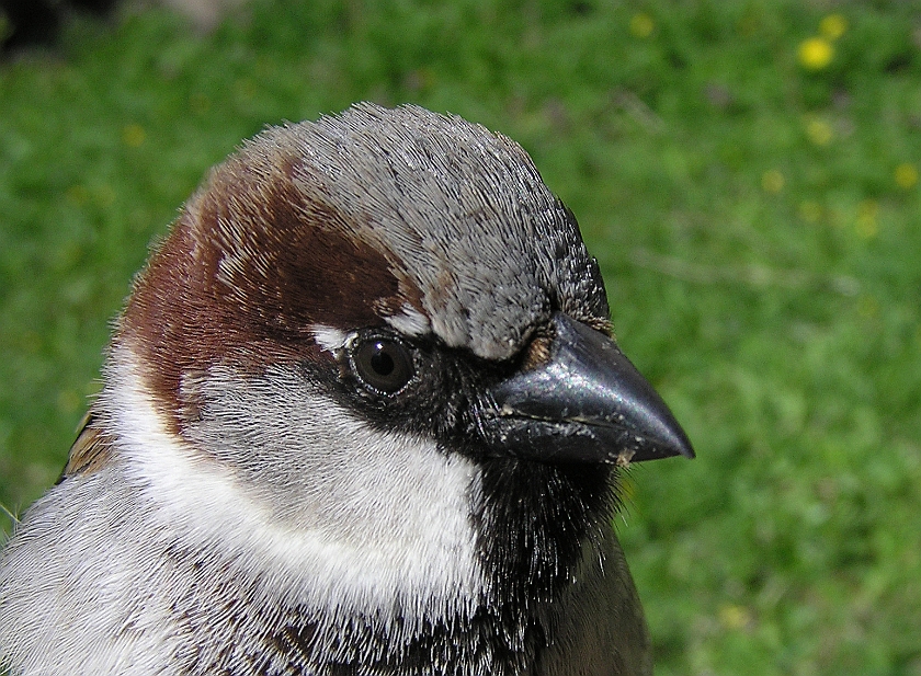 House Sparrow, Digrans 20070430